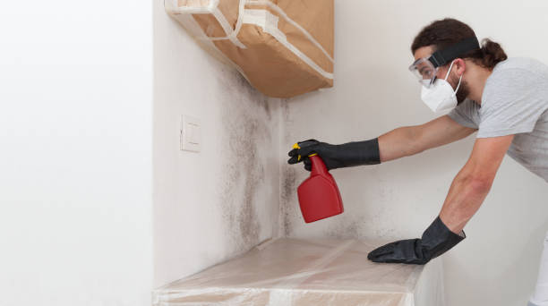 Basement Mold Remediation treatment on basement walls in Greencastle